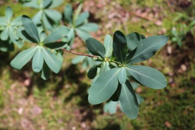 Sibiraea laevigata - sibiřanka hladká - listy